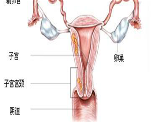 「窦卵泡少怎么治疗」窦卵泡少怎么做试管