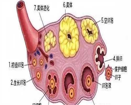 试管婴儿会花多少钱呢医保，试管婴儿费用医保报销吗